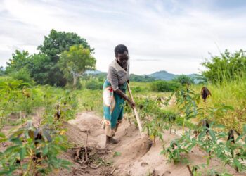Sowing the seeds of transformative agriculture: The Gambia’s journey to soil security – CIFOR-ICRAF Forests News