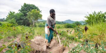 Sowing the seeds of transformative agriculture: The Gambia’s journey to soil security – CIFOR-ICRAF Forests News