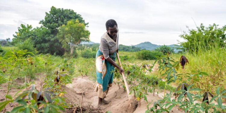 Sowing the seeds of transformative agriculture: The Gambia’s journey to soil security – CIFOR-ICRAF Forests News