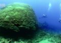 New Discovery: Largest Coral in the World Found in the Solomon Islands – National Geographic Society Newsroom