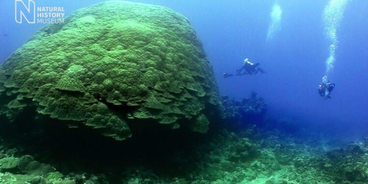 New Discovery: Largest Coral in the World Found in the Solomon Islands – National Geographic Society Newsroom