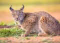World’s first rare white Iberian lynx spotted in southern Spain | Video – livemint.com