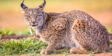 World’s first rare white Iberian lynx spotted in southern Spain | Video – livemint.com