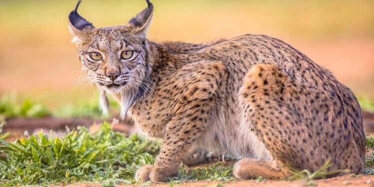 World’s first rare white Iberian lynx spotted in southern Spain | Video – livemint.com