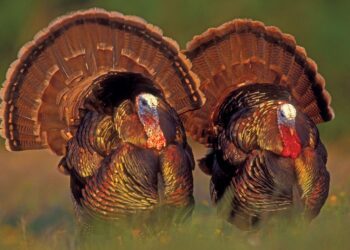 Turkey’s Drone Sales to Kosovo Test its Friendship with Serbia – Balkan Insight