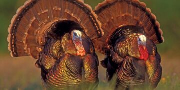 Turkey’s Drone Sales to Kosovo Test its Friendship with Serbia – Balkan Insight