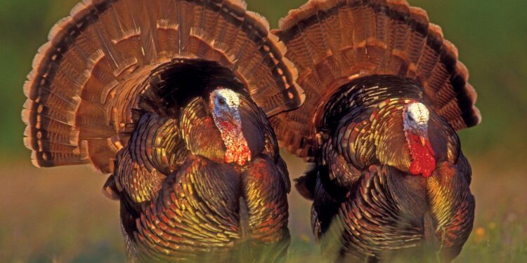 Turkey’s Drone Sales to Kosovo Test its Friendship with Serbia – Balkan Insight