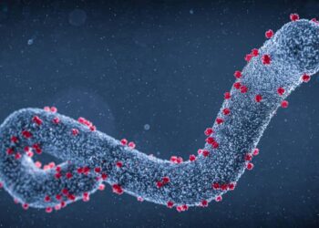 Marburg Virus Disease in Rwanda, 2024 — Public Health and Clinical Responses – The New England Journal of Medicine