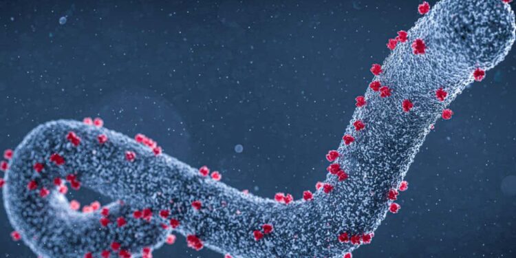 Marburg Virus Disease in Rwanda, 2024 — Public Health and Clinical Responses – The New England Journal of Medicine