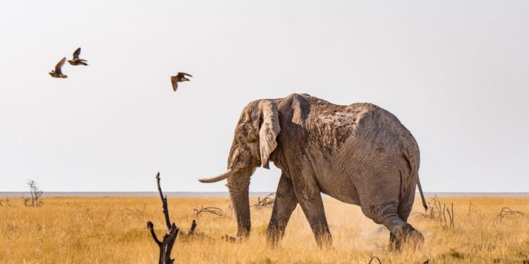 Namibia has mobilised funds to redeem $750 million Eurobond, central bank says – Reuters