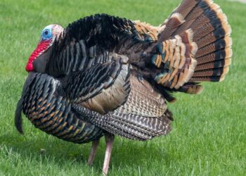 Neither Turkey nor EU will govern Cyprus, says Kallas – Cyprus Mail