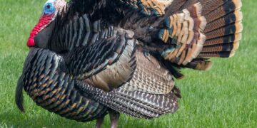 Neither Turkey nor EU will govern Cyprus, says Kallas – Cyprus Mail