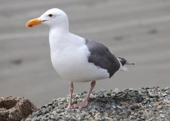 Crescent Seas Charters for Regent Navigator and Oceania Insignia Terminated – Cruise Industry News