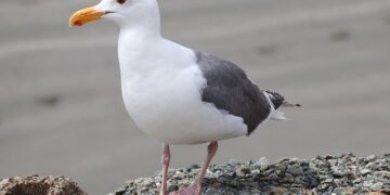 Crescent Seas Charters for Regent Navigator and Oceania Insignia Terminated – Cruise Industry News