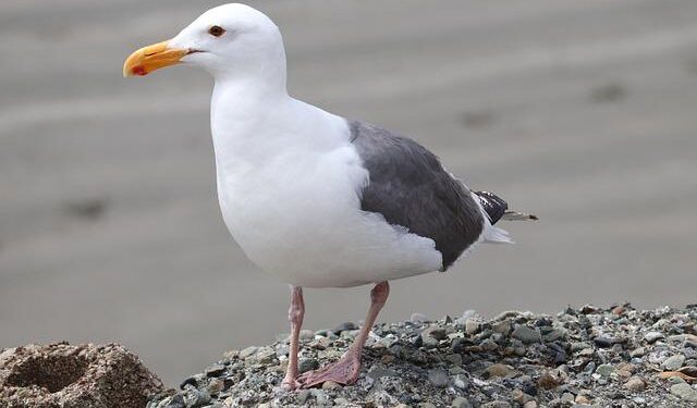 Crescent Seas Charters for Regent Navigator and Oceania Insignia Terminated – Cruise Industry News