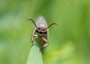 Ant International’s WorldFirst Partners OCBC to Accelerate Digital Trade in Southeast Asia – Mid Florida Newspapers