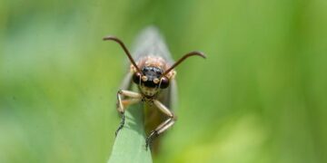 Ant International’s WorldFirst Partners OCBC to Accelerate Digital Trade in Southeast Asia – Mid Florida Newspapers