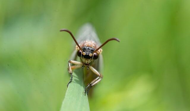 Ant International’s WorldFirst Partners OCBC to Accelerate Digital Trade in Southeast Asia – Mid Florida Newspapers