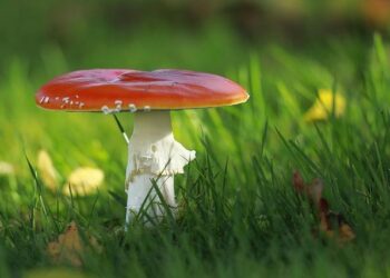 AUC Chairperson Communiqué on the deadly attack on a police station in Ségbana, Republic of Benin – African Union