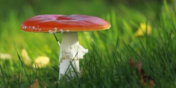 AUC Chairperson Communiqué on the deadly attack on a police station in Ségbana, Republic of Benin – African Union