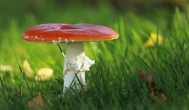 AUC Chairperson Communiqué on the deadly attack on a police station in Ségbana, Republic of Benin – African Union