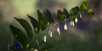 Solomon Islands – Welcome to the United Nations