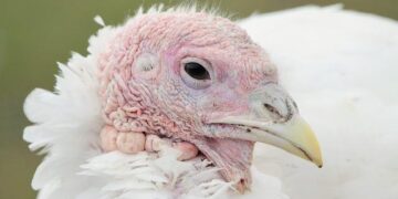 Turkey’s Erdogan heralds “new phase” in PKK peace process – Reuters