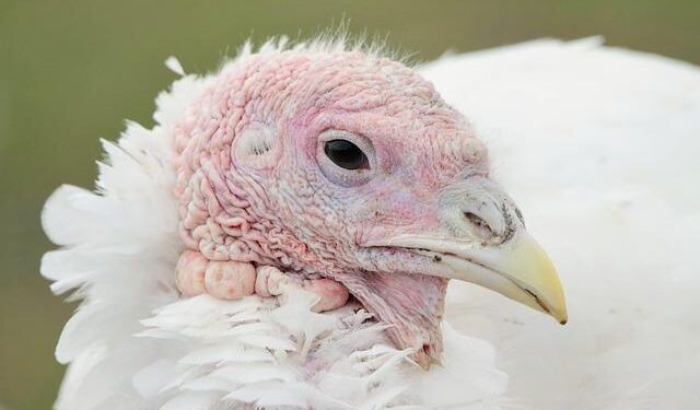 Turkey’s Erdogan heralds “new phase” in PKK peace process – Reuters