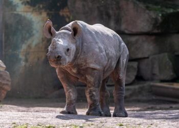 Situation Report Horn of Africa: Walid hearing starts in the Netherlands – IDN-InDepthNews