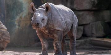 Situation Report Horn of Africa: Walid hearing starts in the Netherlands – IDN-InDepthNews