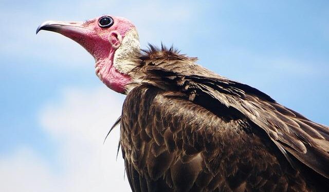 Sierra Leone battles mpox surge – CIDRAP