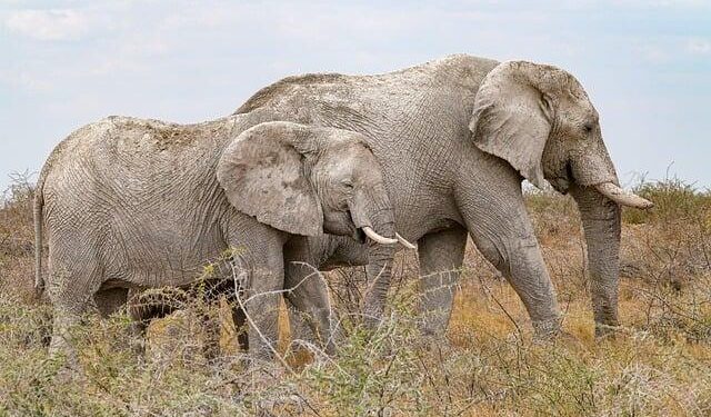 Ivory Coast’s economic champion Ouattara consolidates power with fourth presidential term – France 24