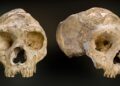 130,000-year-old Neanderthal skull goes on display in Zagreb – Croatia Week