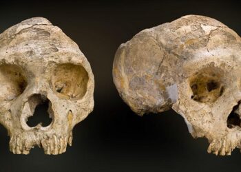 130,000-year-old Neanderthal skull goes on display in Zagreb – Croatia Week