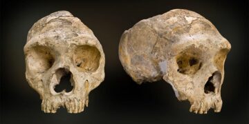 130,000-year-old Neanderthal skull goes on display in Zagreb – Croatia Week