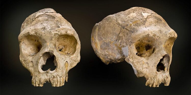 130,000-year-old Neanderthal skull goes on display in Zagreb – Croatia Week