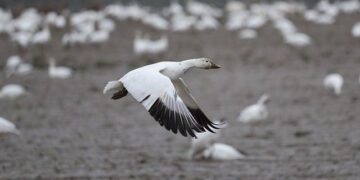 Austria Reports Migration Crackdown Success with ‘Operation Fox’ – ETIAS.com