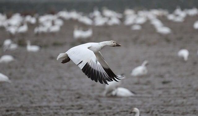 Austria Reports Migration Crackdown Success with ‘Operation Fox’ – ETIAS.com