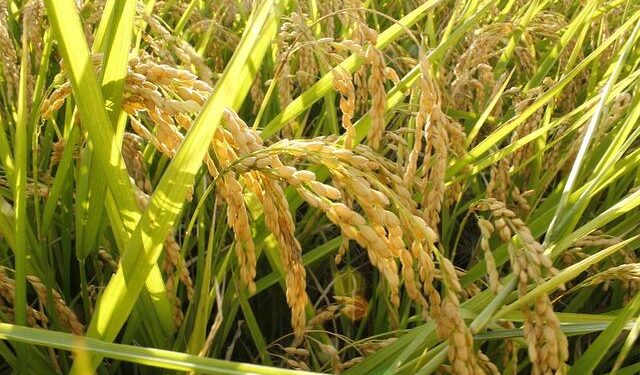 Nigeria squad for CAF World Cup playoffs: Eric Chelle names 24-man roster for Gabon semifinal – sportingnews.com