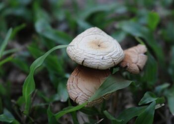 Cameroon President Biya declared election victor; challenger protests – Al Jazeera