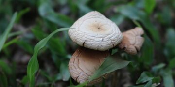 Cameroon President Biya declared election victor; challenger protests – Al Jazeera