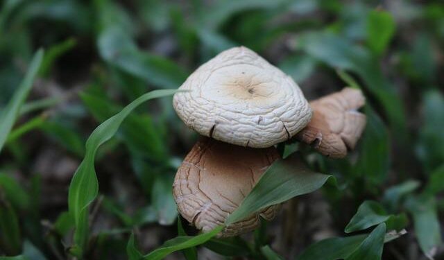 Cameroon President Biya declared election victor; challenger protests – Al Jazeera