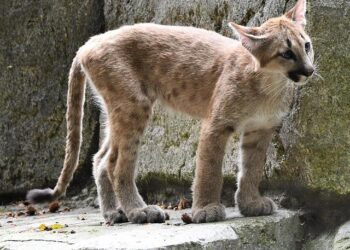 No More Adidas: Puma to Become Algeria Kit Maker After 2026 World Cup – Footy Headlines