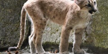 No More Adidas: Puma to Become Algeria Kit Maker After 2026 World Cup – Footy Headlines