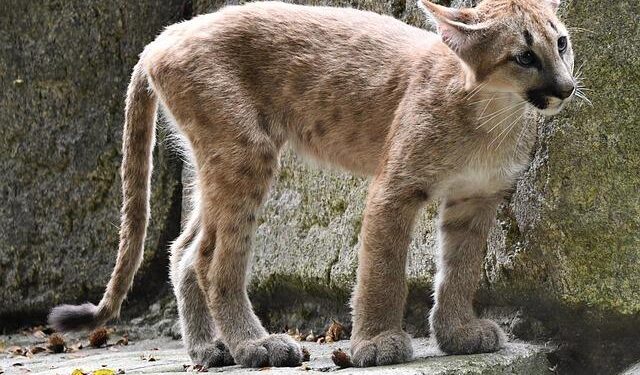 No More Adidas: Puma to Become Algeria Kit Maker After 2026 World Cup – Footy Headlines