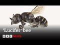 Researchers in Australia discover the ‘Lucifer’ bee – NBC News