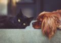 NIPW | Ballard purring for Black Cats | IFA – Irish Football Association
