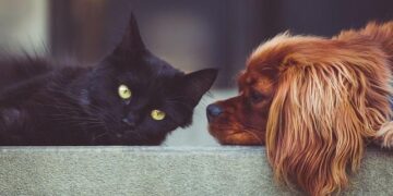 NIPW | Ballard purring for Black Cats | IFA – Irish Football Association