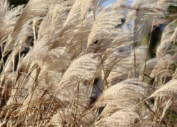 After Denmark and Netherlands; now UK is probing if China can ‘shutdown’ hundreds of buses on its roads – The Times of India