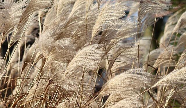 After Denmark and Netherlands; now UK is probing if China can ‘shutdown’ hundreds of buses on its roads – The Times of India